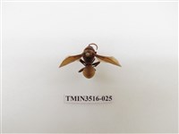 藏品(黃腰虎頭蜂)的圖片